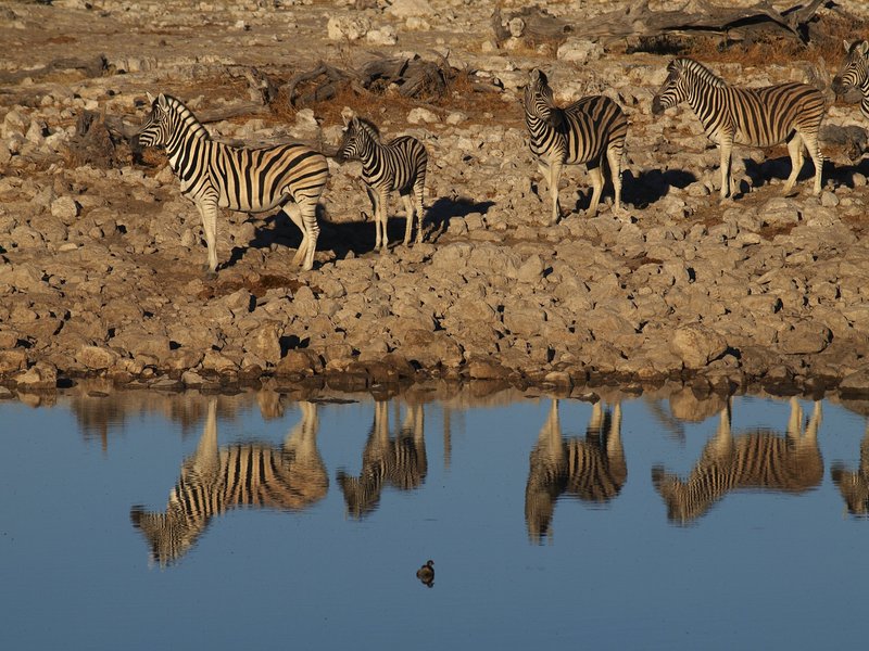 Etosha National Park, Okaukuejo, Zebra